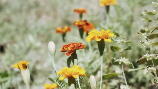 Bright and beautiful flowers in the spring garden. Blooming calendula flower has blossomed close-up — Stockvideo