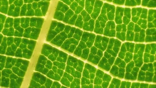 Hoja verde fresca sobre un fondo macro. Venas de hojas con textura y patrón de cerca — Vídeos de Stock