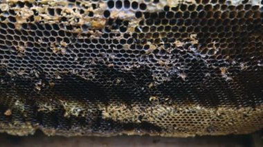 Arı kovanında ballı çerçeveler. Hasat için hazırlanılıyor.