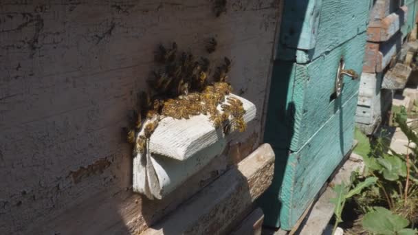 Las abejas vuelan de la colmena, Vista de cerca de las abejas que trabajan. Casa de abejas en el bosque. Colonia de abejas volando alrededor de la colmena . — Vídeo de stock