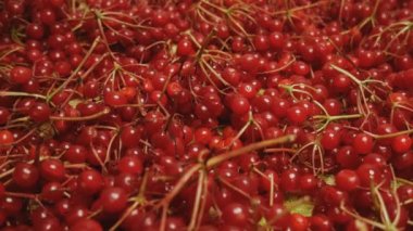 Tahta bir masanın üzerine viburnum böğürtlen toplayıp serdim. Sulu, kırmızı demetler