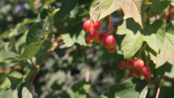 Vörös viburnum ág a kertben. Egy csomó viburnum bogyó nő egy magas bokorban. — Stock videók