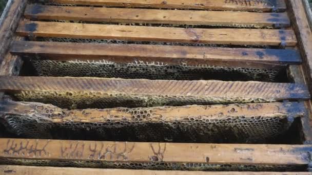 Rahmen mit Honig im Bienenstock. Vorbereitung auf die Ernte. — Stockvideo