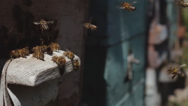 Arılar arı kovanından uçarlar, çalışan arıların yakın görünümü. Ormanda arı evi. Arı kovanı etrafında uçan arı kolonisi. — Stok video