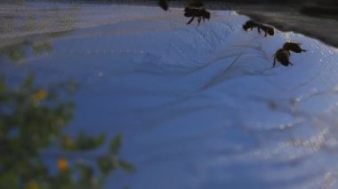 Arılar koruyucu ağ boyunca sürünürler. Güvenlik için böcek koruması