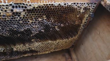 Arı kovanında ballı çerçeveler. Hasat için hazırlanılıyor.