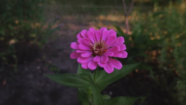 春天的花园里开满了灿烂的花朵.盛开的花 — 图库视频影像