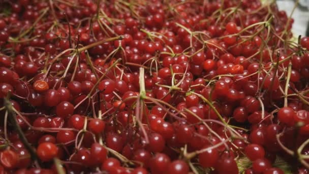 Recogido y puesto viburnum bayas sobre una mesa de madera. Manojos jugosos, rojos — Vídeos de Stock