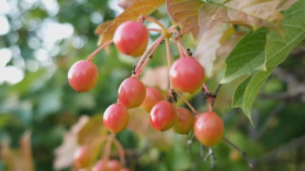 Rama viburnum roja en el jardín. Un montón de bayas viburnum crecen en un arbusto alto — Vídeos de Stock