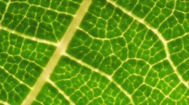 Makro arka planda taze yeşil bir yaprak. Yaprak damarları dokusu ve deseni ile yakın