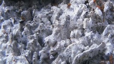 Yangının olduğu yer. Yanmış odundan bir sürü kül. Karıncalar sönmüş ateş boyunca sürünüyorlar.