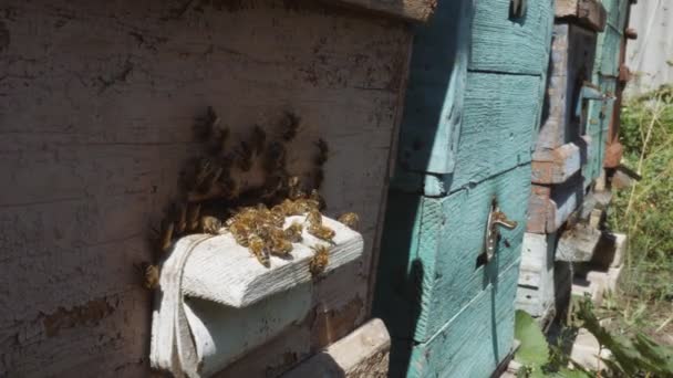 Arılar arı kovanından uçarlar, çalışan arıların yakın görünümü. Ormanda arı evi. Arı kovanı etrafında uçan arı kolonisi. — Stok video