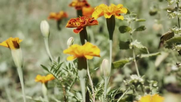 Bright and beautiful flowers in the spring garden. Blooming calendula flower has blossomed close-up — Video Stock