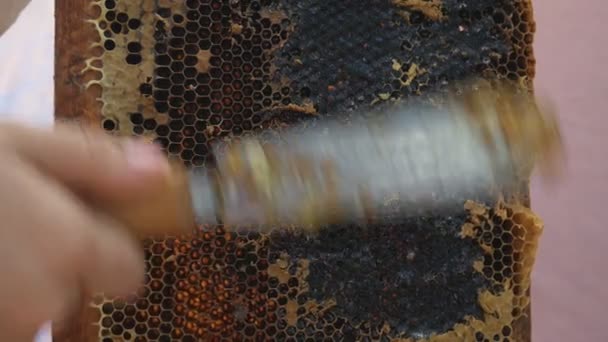 Beekeeper Unseal Honeycomb Uma Faca Close Abre Favo Mel Com — Vídeo de Stock