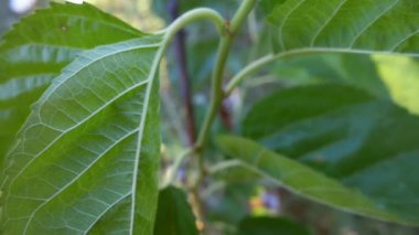 Makro arka planda taze yeşil bir yaprak. Yaprak damarları dokusu ve deseni ile yakın.