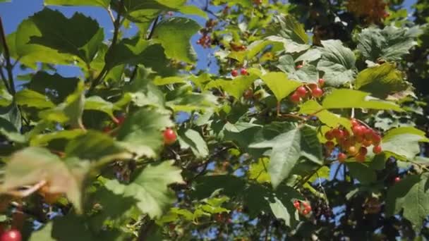 Ramo Vermelho Viburnum Jardim Monte Bagas Viburnum Crescem Arbusto Alto — Vídeo de Stock