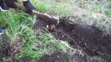 Ağacın kökleri bir balta ile kesilir. Ağaçların kalıntılarını topraktan çıkarıyorum..