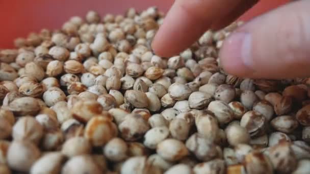 乾燥チェリーピット 植え付け用の種子の準備 — ストック動画