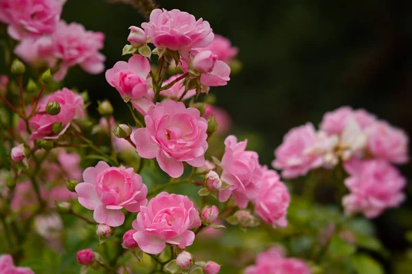 Λεπτό Παστέλ Τριαντάφυλλα Κοντά Ένα Θολό Φόντο Κήπο Αρωματικός Θάμνος — Φωτογραφία Αρχείου