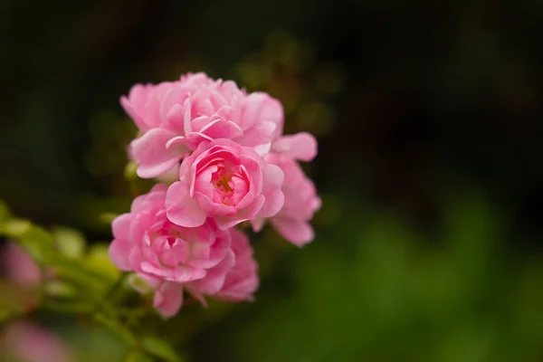 Delikatne Pastelowe Róże Bliska Rozmytym Tle Ogrodu Pachnące Różowe Róże — Zdjęcie stockowe