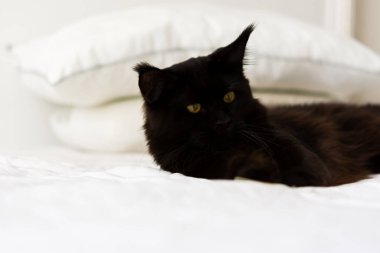 Kara kedi yatağı. Beyaz çarşaf üzerinde evcil bir safkan kedi yavrusunun güzel bir portresi. Siyah bir Maine Rakunu kedisi, portakal rengi üzgün gözleriyle yatağa uzanıyor ve başka tarafa bakıyor. En sevdiği hayvan. Rahat ev konsepti