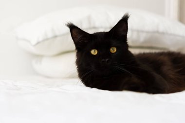 Kara kedi yatağı. Beyaz çarşaf üzerinde evcil bir safkan kedi yavrusunun güzel bir portresi. Siyah bir Maine Rakunu kedisi, turuncu üzgün gözleriyle yatağa uzanıyor ve doğrudan kameraya bakıyor. Rahat ev konsepti