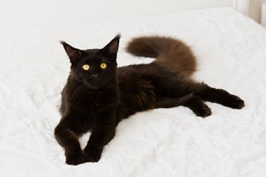 Kara kedi yatağı. Beyaz çarşaf üzerinde evcil bir safkan kedi yavrusunun güzel bir portresi. Siyah bir Maine Rakunu kedisi, turuncu üzgün gözleriyle yatağa uzanıyor ve doğrudan kameraya bakıyor. Rahat ev konsepti