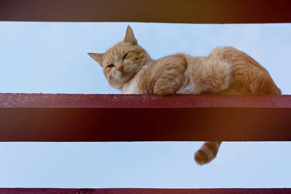 Gato Rojo Calle Retrato Gato Jengibre Rayas Sentado Sobre Una — Foto de Stock