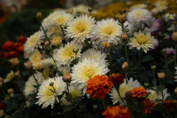 Krizantém Kert Fehér Őszi Virágok Között Narancssárga Egy Virágágyásban Gyönyörű — Stock Fotó