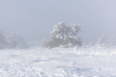Kar çamı dağları. Muhteşem büyülü kış manzarası. Dağların yamaçlarında kar yağışı altında bir yürüyüş. İnanılmaz şaşırtıcı bir manzara. Kış turizmi, açık hava eğlencesi, seyahat.