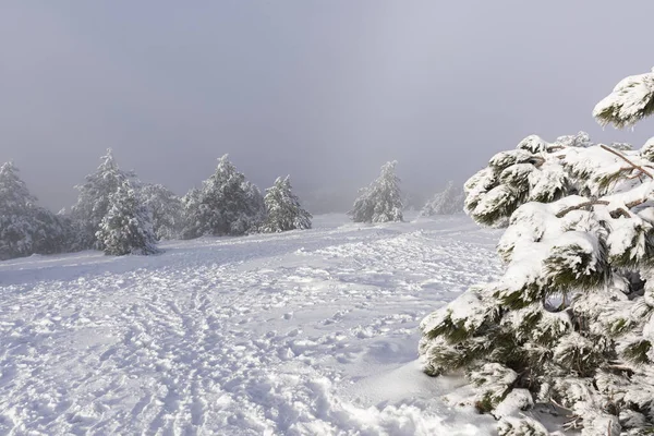 Montañas Pino Nieve Fabuloso Paisaje Mágico Invierno Paseo Por Las — Foto de Stock