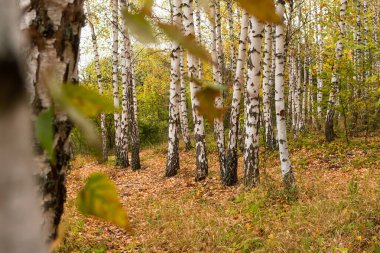Güzel huş ağacı ormanı sonbaharı. Altın gibi sakin Rus manzarası. Sarı yapraklar, ince beyaz siyah ağaç gövdeleri. Altın sonbahar kavramı, ormanda yürüme havası. Çevrede kimse yok.