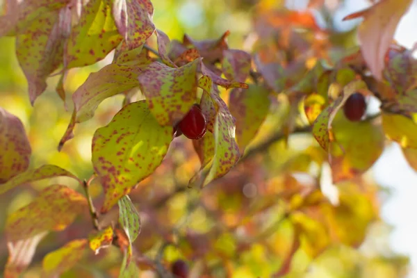 Cornus Mas Cornejo Rojo Común Bayas Silvestres Otoño Las Ramas —  Fotos de Stock