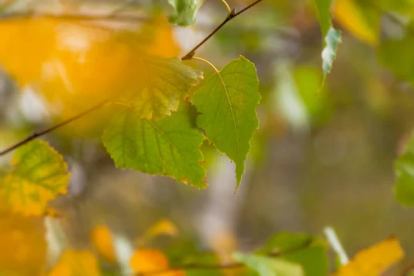 Bouleau Quitte Automne Atmosphère Naturelle Jaune Vert Fond Doux Les — Photo