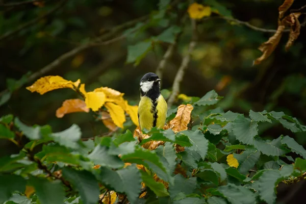 Tit Foliage Autumn Park Portrait Curious Yellow Black Big Tit — Stok fotoğraf