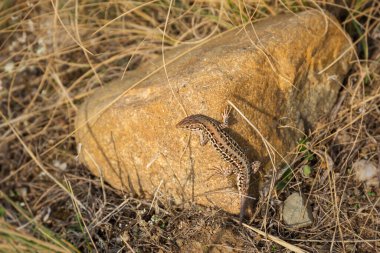 Kertenkele kahverengi taşı. Küçük sürüngen bir hayvan. Mükemmel bir kılık değiştirme, doğanın vahşi yaşamı. Meraklı bir kertenkele, bej renkli çimenlerin arasında güneşlenir ve doğrudan kameraya bakar..
