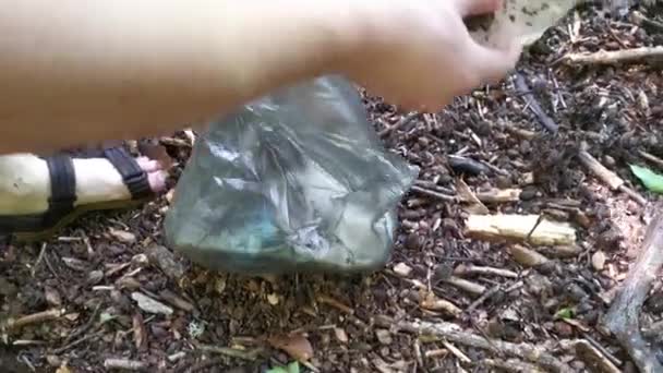 プラスチックごみを集める 若い男がゴミ袋に瓶やコップ 森の中の廃棄物を入れている 環境保護の概念は 自然への慎重な態度は 廃棄物のない生産 エコボランティア — ストック動画