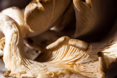 Mantarlar makro soyut gıda arka planlarıdır. Yenilebilir mantarların gri dokusu Pleurotus ostreatus. Eko-trend, vejetaryen, sağlıklı yiyecekler. Düşük derinlikte tarla mantarı deseni. Boşluğu kopyala