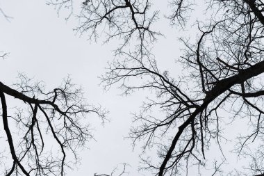 Kara ağaçların gökyüzü. Ürkütücü Cadılar Bayramı geçmişi. Kartpostal, broşür, takvim tasarımı için korkunç kıvrımlı dallar. Meşe dallarından yapılmış yatay tek renkli pankart. Dalları bükülen gri gökyüzü