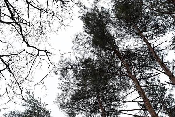 黑树的天空 可怕的万圣节背景 用于设计明信片 小册子 日历的恐怖弯曲的树枝 冬季树冠的水平单色横幅 裸枝灰蒙蒙的天空 — 图库照片