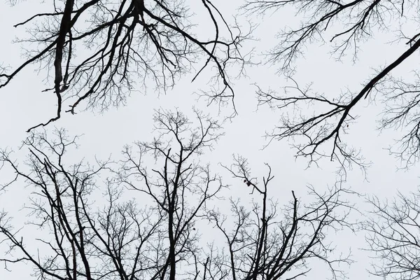 黒い木の空 不気味なハロウィーンの背景 郵便はがきや小冊子カレンダーのデザインのための恐ろしい曲線の枝です オークの枝で作られた水平単色のバナー 裸の枝をねじる灰色の空 — ストック写真