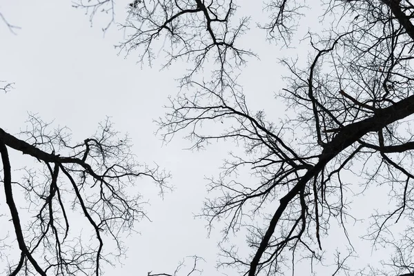 黒い木の空 不気味なハロウィーンの背景 郵便はがきや小冊子カレンダーのデザインのための恐ろしい曲線の枝です オークの枝で作られた水平単色のバナー 裸の枝をねじる灰色の空 — ストック写真