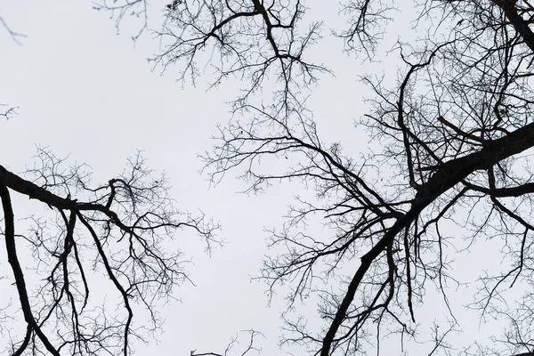 Cielo Árboles Negros Fondo Espeluznante Halloween Ramas Curvas Miedo Para —  Fotos de Stock