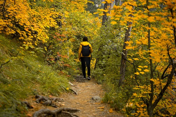 Woman path autumn forest. A young dark-haired woman in a yellow-black suit, yellow jacket walks through the woods with a backpack. View from the back. Beautiful autumn nature. The concept of hiking.