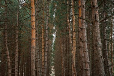 Sekoya ağaçlarının yatay dokusu. Devasa uzun ağaçlar, dizayn için doğal bir arka plan. Görkemli yeşil Amerikan dev ağaçları. Doğal desenli tam çerçeve. Bulutlu sonbahar günü kozalaklı ağaçlar.