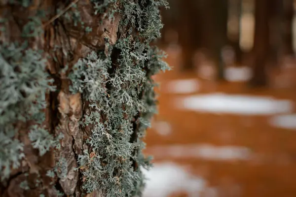 Lichenツリーを閉じるまで 秋の森のぼやけた背景を持つ松の木の幹に灰色のライセンスマクロ 微生物 藻類との自然な生物学的デザイン ブッシーなグレーブルーのリヒーン — ストック写真