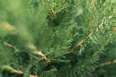 Ardıç yeşili arka plan. Tam bir çerçeve için ardıç dallarının dokusu. Tasarım için kış doğal arka plan iğneleri. Seçici yumuşak odak, bulanık, kopyalama alanı. Doğallık, tazelik kavramı.