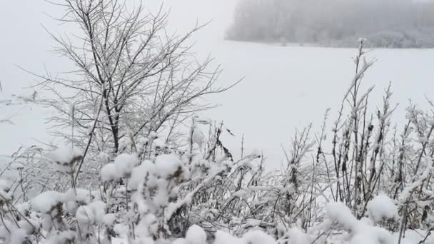 降雪だ 雪に覆われた茂みのクローズアップ 田園風景のビュー 強い吹雪 何も白いベールと霧の中を見ることができます 灰色の穏やかな冬の風景 天候の変化 — ストック動画