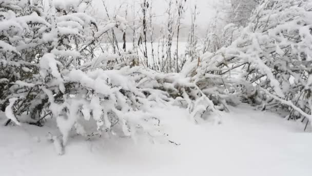 Snöfall Snö Täckta Buskar Närbild Utsikt Över Landsbygden Stark Snöstorm — Stockvideo