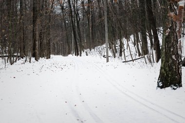 Kış yolu parkı. İnsansız bir yol. Gri bulutlu kış günü. Bireysel yürüyüş kavramı ormanda, parkta, doğayla bütünlük. Kayak pisti olan bir yol. Karlı yaprak döken orman